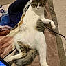 Choupipi a rejoint le concours — aidez-le/la à gagner de superbes lots ! cat, tabby, white_fur, relaxed, lying_down, blanket, indoor, carpet, tail, paw, fur, animal, pet, cozy, laptop, electronics, home, resting, cute, looking_at_camera