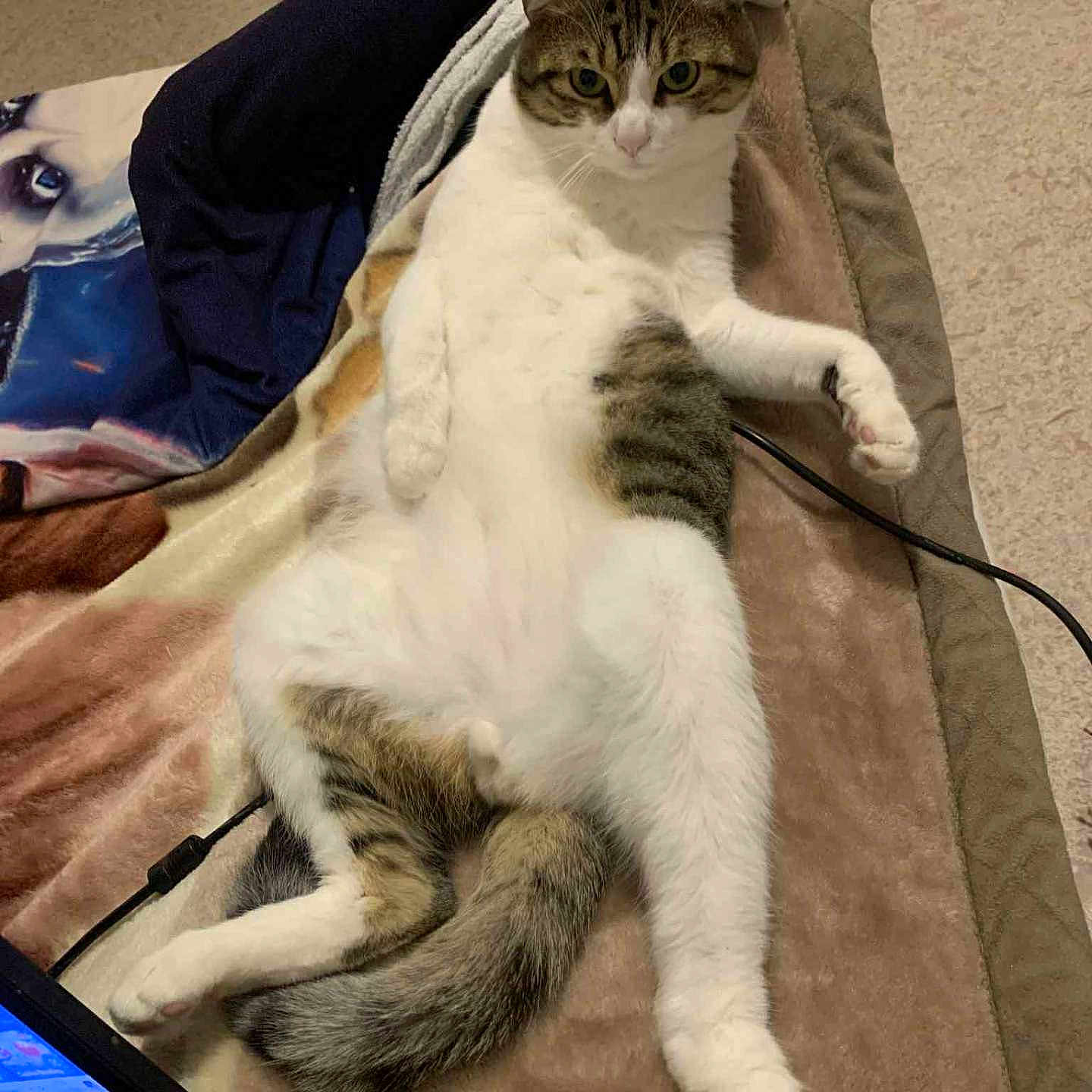 Choupipi a rejoint le concours — aidez-le/la à gagner de superbes lots ! cat, tabby, white_fur, relaxed, lying_down, blanket, indoor, carpet, tail, paw, fur, animal, pet, cozy, laptop, electronics, home, resting, cute, looking_at_camera
