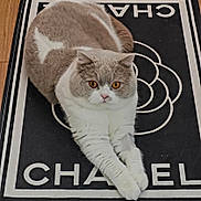 Flocon participe au concours pour gagner de l'argent avec cette photo : alert, animal, black_and_white, cat, crossed_paws, cute, feline, floor, graphic_design, indoors, lettering, lying_down, mat, orange_eyes, pet, pink_nose, portrait, short_hair, sitting, white_and_gray