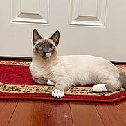 Jasper is registered to the contest to win money with this photo: blue_eyes, cat, curious, door, ears, fur, hardwood_floor, home, indoor, lying_down, muzzle, oriental_rug, paw, pet, portrait, red_rug, relaxed, siamese_cat, whiskers, white_paws