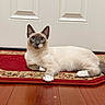 blue_eyes, cat, curious, door, ears, fur, hardwood_floor, home, indoor, lying_down, muzzle, oriental_rug, paw, pet, portrait, red_rug, relaxed, siamese_cat, whiskers, white_paws