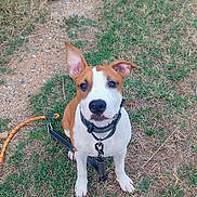 Bouh participe au concours pour gagner de l'argent avec cette photo : dog, puppy, brown_and_white, outdoor, grass, ground, leash, collar, sitting, portrait, pet, animal, canine, floppy_ear, upright_ear, white_markings, short_hair, looking_at_camera, park, photography