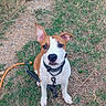 dog, puppy, brown_and_white, outdoor, grass, ground, leash, collar, sitting, portrait, pet, animal, canine, floppy_ear, upright_ear, white_markings, short_hair, looking_at_camera, park, photography