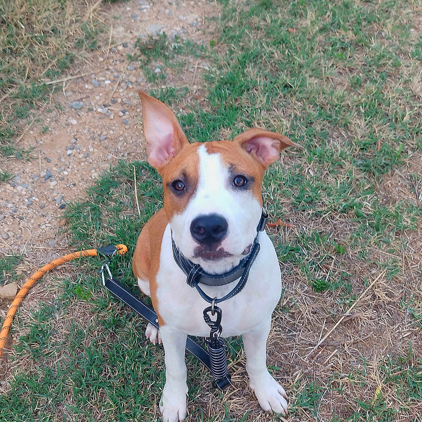 Bouh participe au concours pour gagner de l'argent avec cette photo : dog, puppy, brown_and_white, outdoor, grass, ground, leash, collar, sitting, portrait, pet, animal, canine, floppy_ear, upright_ear, white_markings, short_hair, looking_at_camera, park, photography