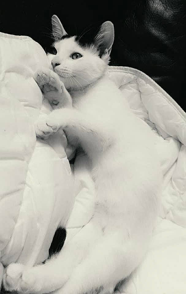 Izumi participe au concours pour gagner de l'argent avec cette photo : carnivore, cat, claw, comfort, domestic_short_haired_cat, ear, felidae, fur, gesture, jaw, monochrome, monochrome_photography, paw, sitting, small_to_medium_sized_cats, snout, tail, whiskers, wing