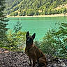 Beely participe au concours pour gagner de l'argent avec cette photo : adventure, alpine, belgian_malinois, canine, collar, dog, forest, hiking, lake, landscape, leash, mountains, nature, outdoors, portrait, scenic, sitting, travel, trees, turquoise_water