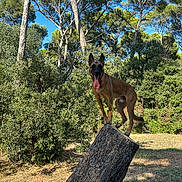 Beely participe au concours pour gagner de l'argent avec cette photo : animal, balancing, belgian_malinois, black_mask, blue_sky, brown_coat, dog, forest, nature, outdoor, park, pet, pointed_ears, portrait, standing, sunlight, tongue_out, tree_trunk, trees, woodland