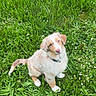 puppy, dog, pet, animal, outdoor, grass, meadow, flowers, white_flowers, greenery, sitting, floppy_ears, cream_fur, blue_collar, portrait, looking_at_camera, cute, nature, garden, daylight