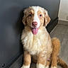 puppy, dog, pet, animal, fluffy, brown_and_white, sitting, tongue_out, happy, cute, portrait, indoor, wood_floor, cabinet, floppy_ears, white_paws, tail, fur, photography, adorable