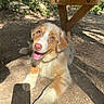 puppy, dog, animal, pet, portrait, happy, smiling, tongue_out, floppy_ears, brown_and_white, blue_eyes, outdoor, sunlight, wooden_table, picnic_table, dirt, garden, shadow, sitting, close_up