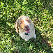 Blue a rejoint le concours — aidez-le/la à gagner de superbes lots ! dog, puppy, pet, animal, outdoor, grass, greenery, garden, nature, happy, smiling, open_mouth, looking_up, floppy_ears, white_fur, brown_fur, collar, tag, portrait, sunlight