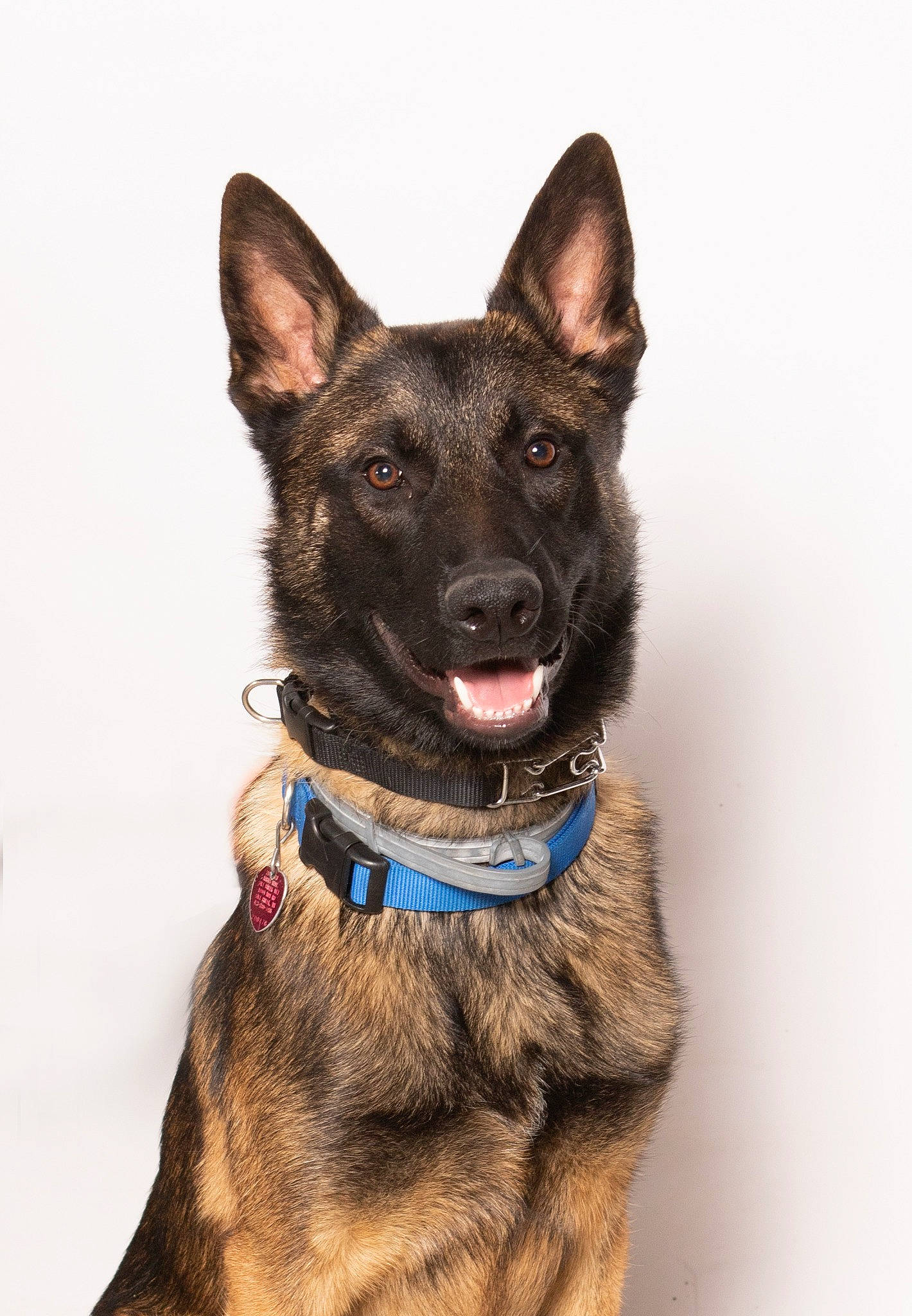 Dax is registered to the contest to win money with this photo: canidae, carnivore, collar, dog, dog_breed, dog_collar, dog_supply, fawn, fur, german_shepherd_dog, guard_dog, jaw, kai_ken, leash, liver, pet_supply, police_dog, snout, sporting_group, working_animal