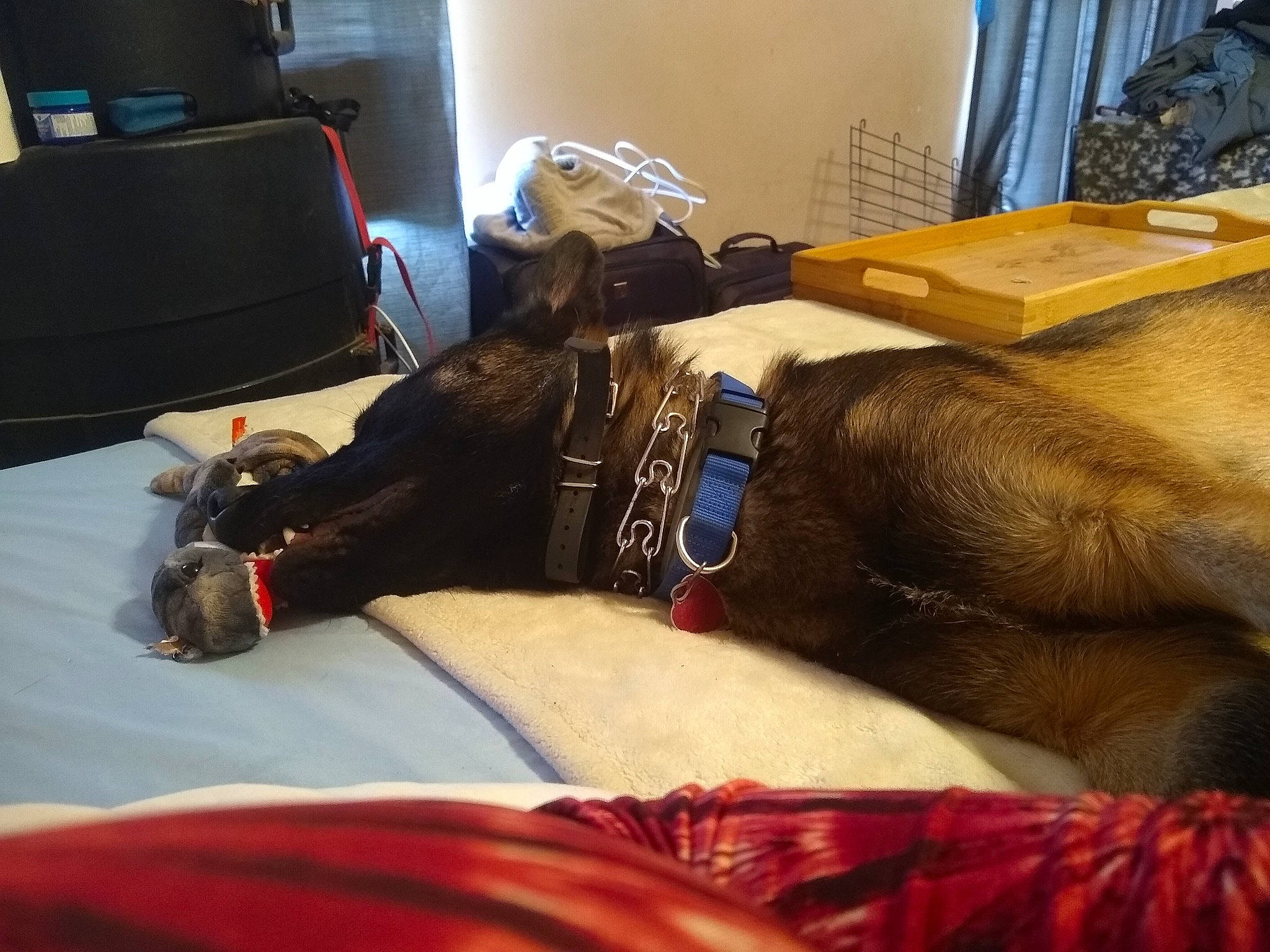 Dax joined the competition — help win amazing prizes! analog_television, bag, box, canidae, collar, companion_dog, dog, dog_breed, dog_collar, dog_supply, lamp, liver, pet_supply, snout, sporting_group, television, television_set, working_animal, working_dog