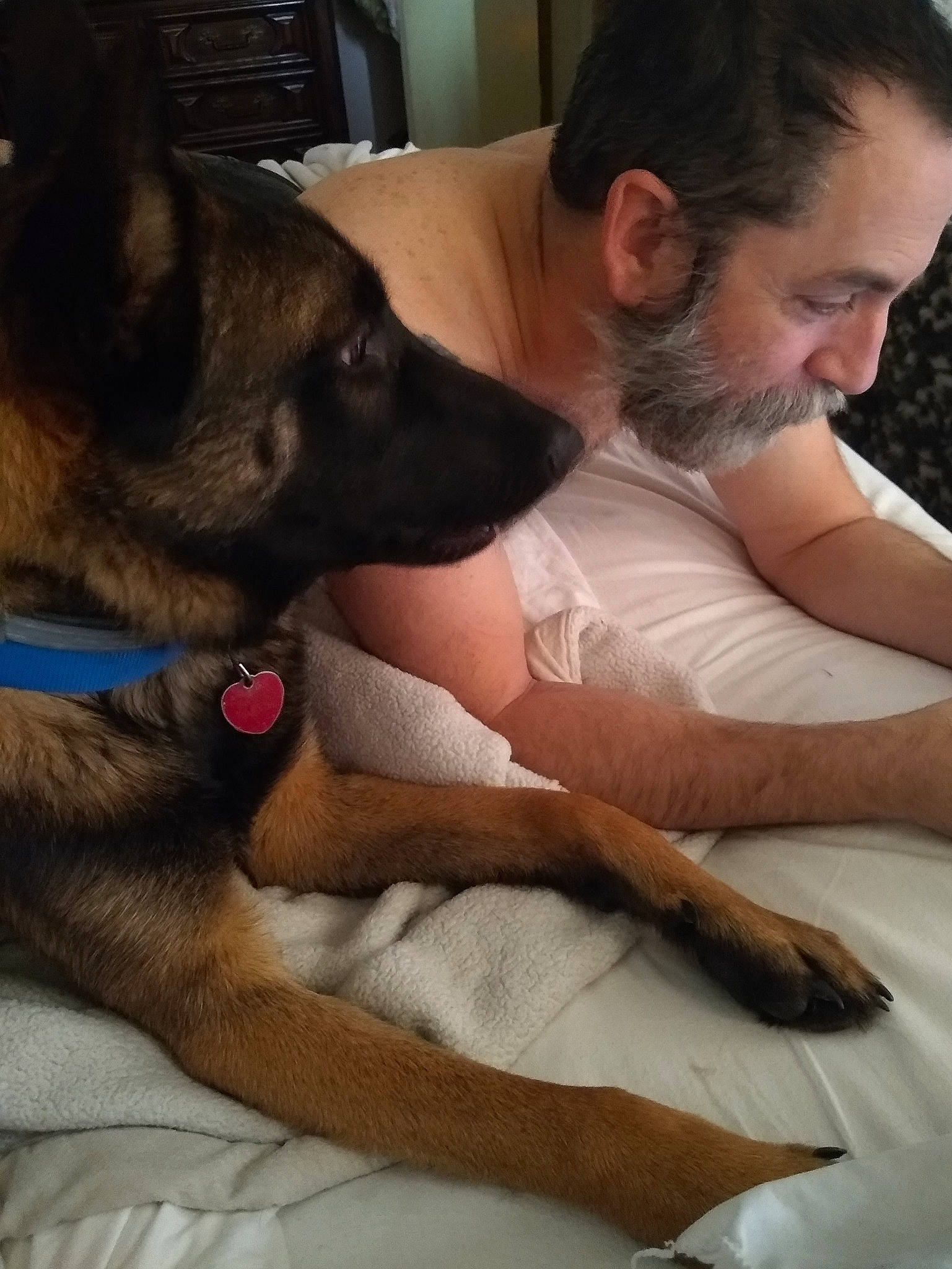 Dax is registered to the contest to win money with this photo: beard, brown, canidae, carnivore, comfort, dog, dog_breed, facial_hair, fawn, fur, german_shepherd_dog, guard_dog, human, interaction, love, mammal, snout, sporting_group, vertebrate, working_animal