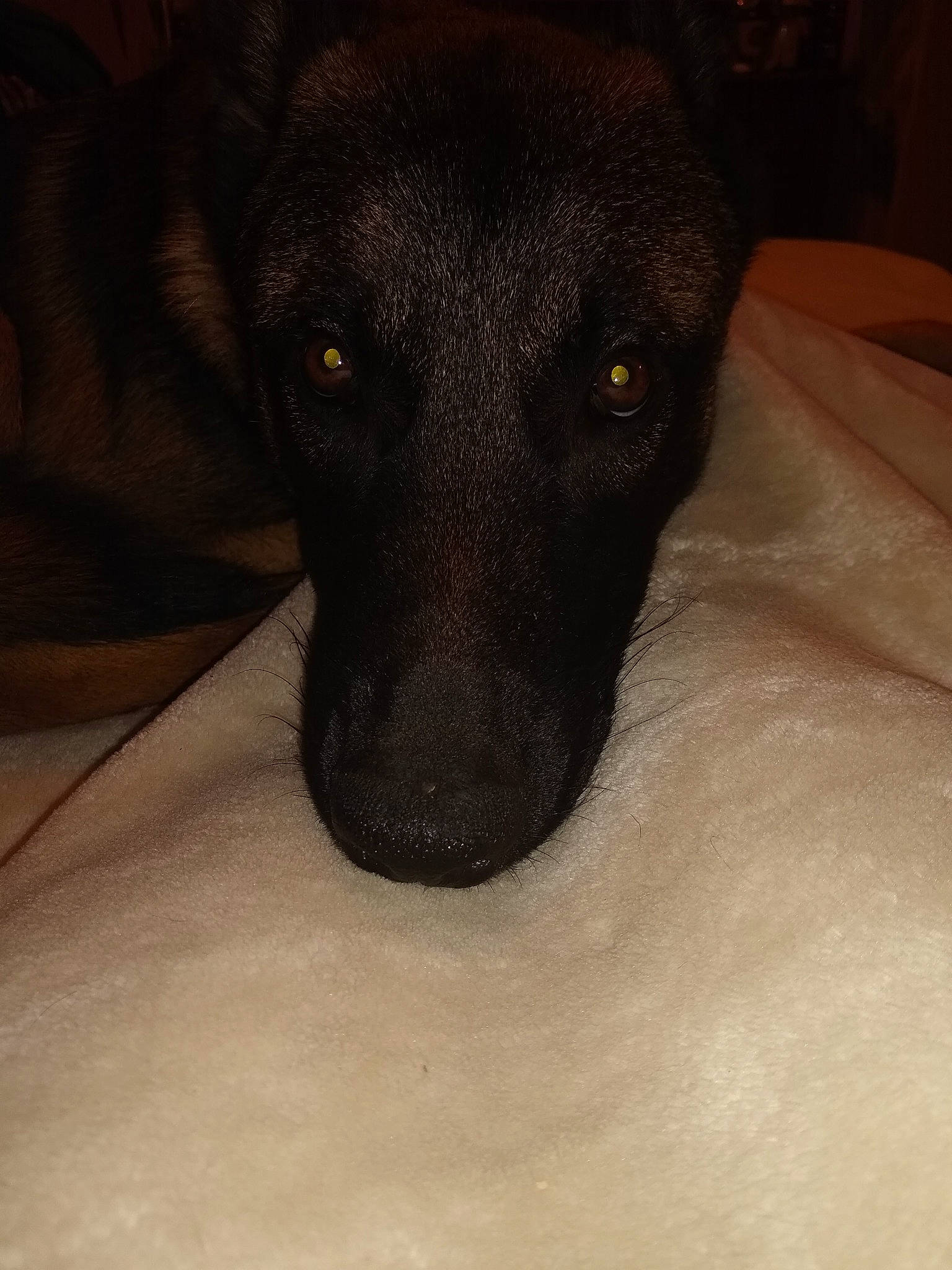 Dax joined the competition — help win amazing prizes! black, canidae, carnivore, dog, dog_breed, skin, snout, sporting_group, terrestrial_animal, working_animal, working_dog