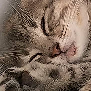 Louna participe au concours pour gagner de l'argent avec cette photo : cat, sleeping, close_up, paw, fur, whiskers, nose, cozy, relaxed, pet, animal, cute, domestic, mammal, sleep, rest, feline, soft, face, indoor