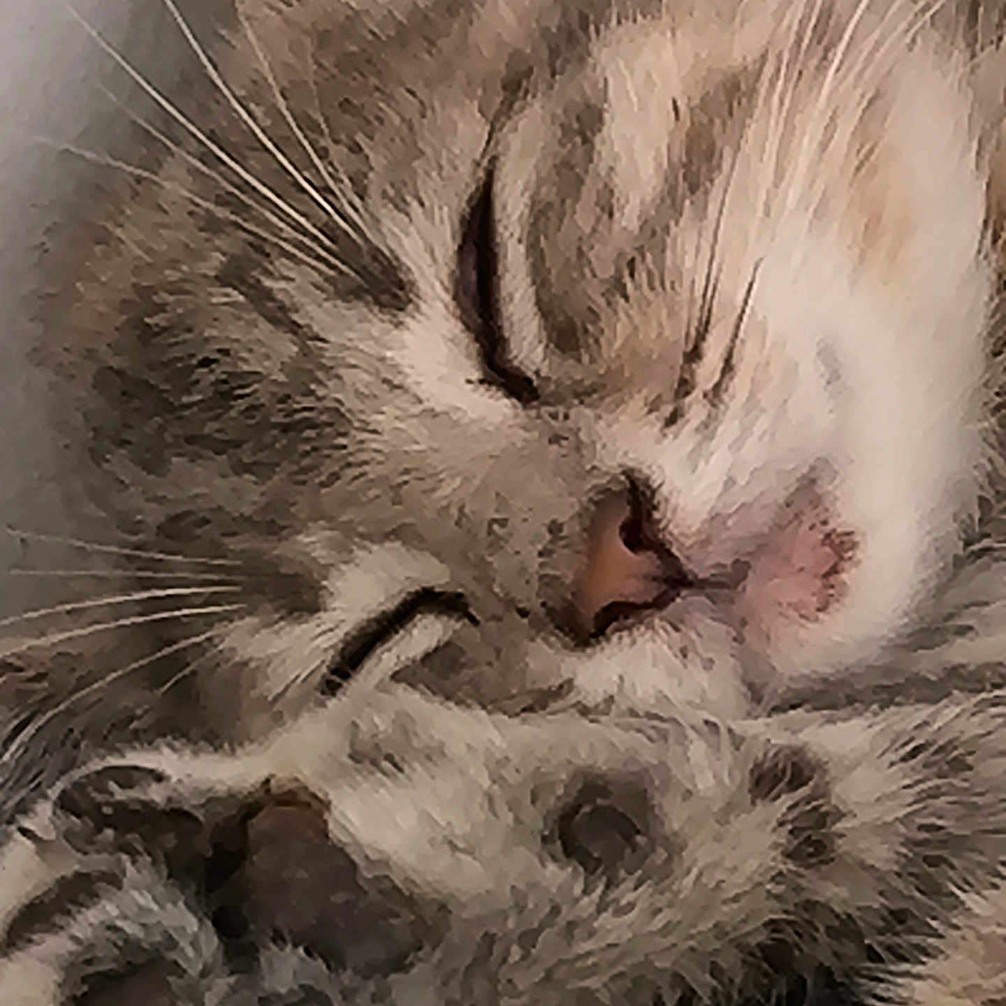 Louna participe au concours pour gagner de l'argent avec cette photo : cat, sleeping, close_up, paw, fur, whiskers, nose, cozy, relaxed, pet, animal, cute, domestic, mammal, sleep, rest, feline, soft, face, indoor