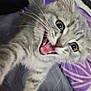 Blue participe au concours pour gagner de l'argent avec cette photo : cat, kitten, gray_tabby, playful, paw, whiskers, wide_eyes, open_mouth, pet, indoor, blanket, human_arm, tattoo, close_up, fur, animal, cute, curious, young_cat, domestic_cat
