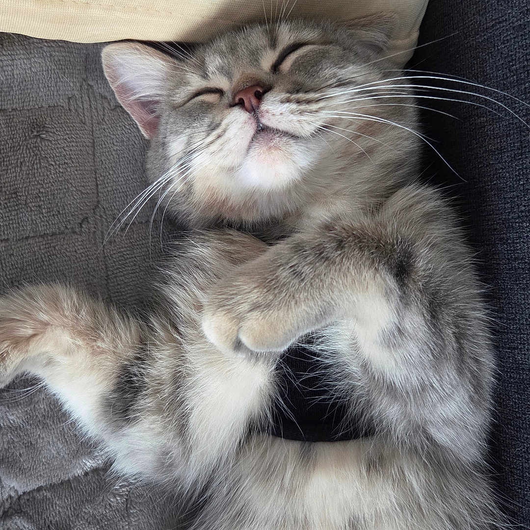 Blue a rejoint le concours — aidez-le/la à gagner de superbes lots ! adorable, blanket, cat, cozy, cute, domestic_animal, feline, fluffy, gray, indoor, kitten, nap, paws, pet, relaxed, resting, sleeping, soft_texture, tabby, whiskers