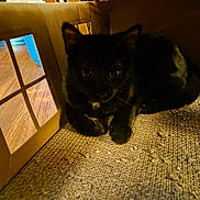 Empress is registered to the contest to win money with this photo: black_cat, kitten, cardboard_box, window_cutout, carpet, indoor, pet, animal, feline, cozy, dim_light, shy, texture, floor, closeup, small, cute, home, resting, curious