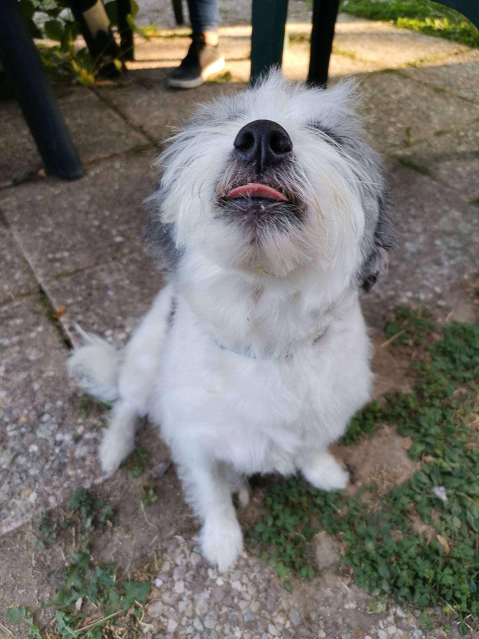 Goyave a rejoint le concours — aidez-le/la à gagner de superbes lots ! canidae, carnivore, collar, companion_dog, dog, dog_breed, fur, non_sporting_group, small_terrier, snout, sporting_group, terrier, tongue, toy_dog, trousers, working_animal