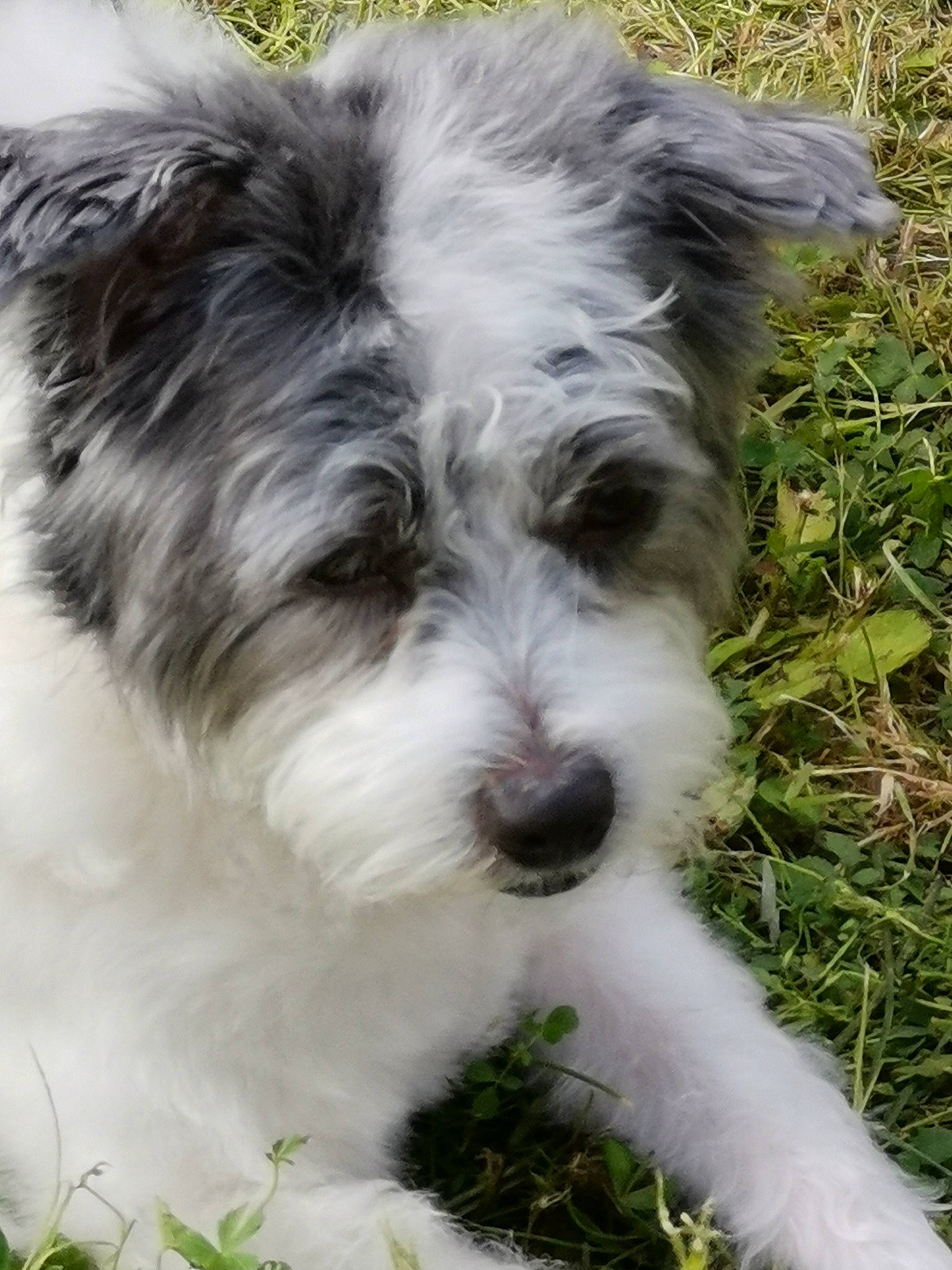 Goyave a rejoint le concours — aidez-le/la à gagner de superbes lots ! biewer_terrier, canidae, carnivore, companion_dog, dog, dog_breed, mammal, non_sporting_group, puppy, small_terrier, snout, terrier, toy_dog, vertebrate, working_animal, working_dog