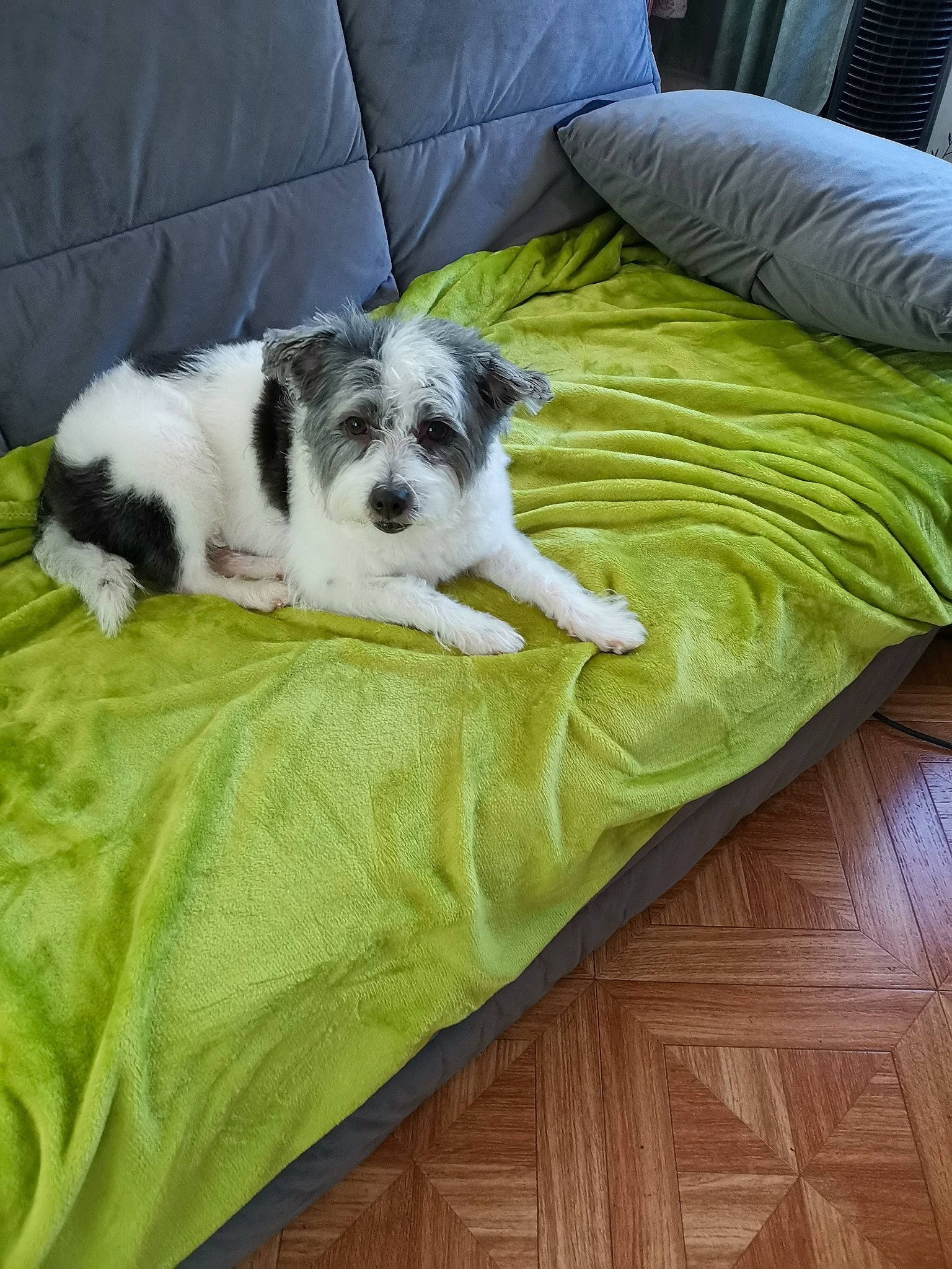 Goyave participe au concours pour gagner de l'argent avec cette photo : canidae, carnivore, comfort, companion_dog, couch, dog, dog_breed, dog_supply, flooring, fur, laminate_flooring, linens, living_room, mat, sporting_group, vertebrate, wood_flooring, working_animal, working_dog