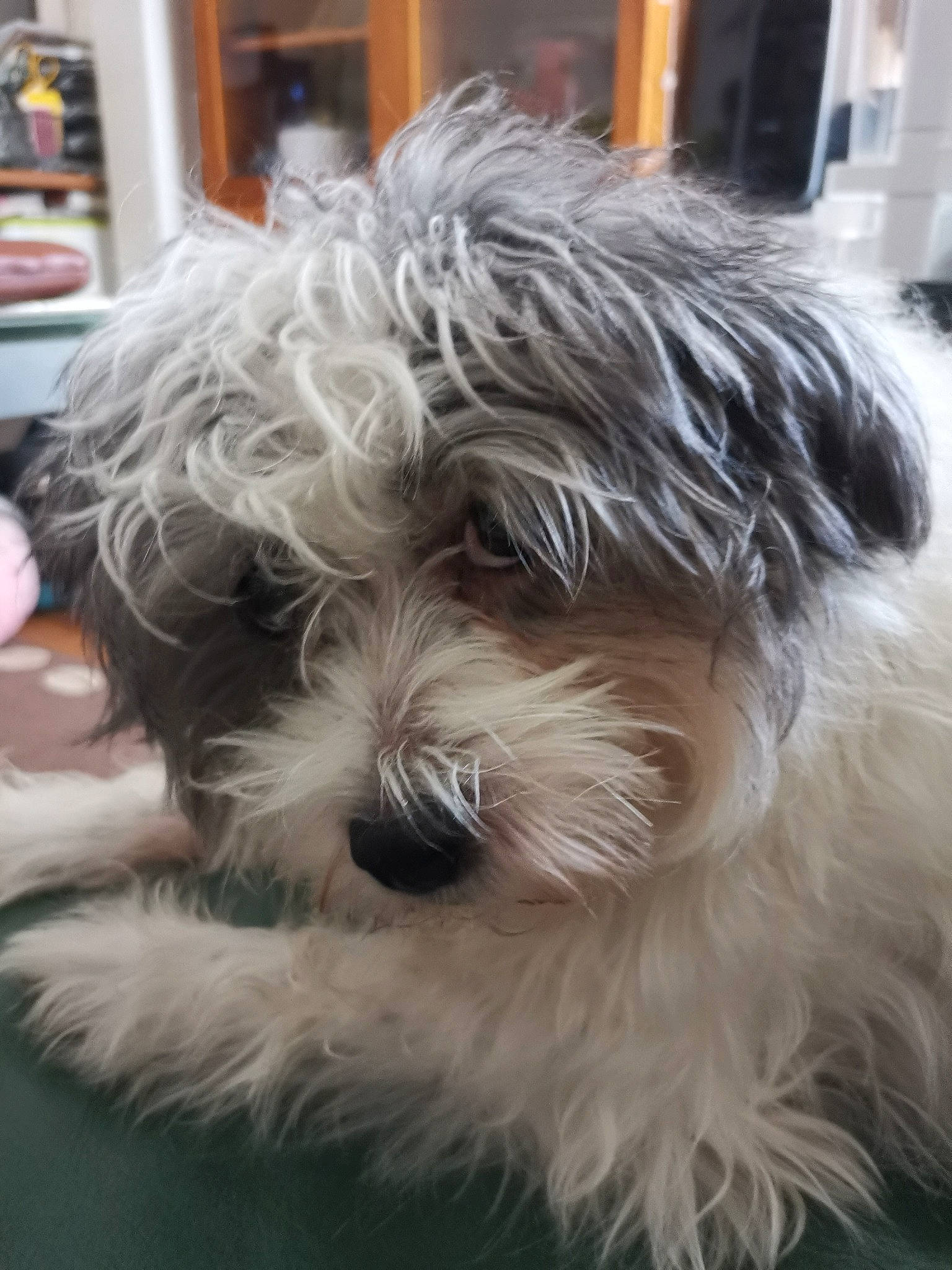 Goyave a rejoint le concours — aidez-le/la à gagner de superbes lots ! biewer_terrier, canidae, carnivore, companion_dog, dog, dog_breed, fur, maltepoo, non_sporting_group, shelf, shih_poo, small_terrier, snout, sporting_group, terrier, toy_dog, water_dog, working_animal, yorkipoo