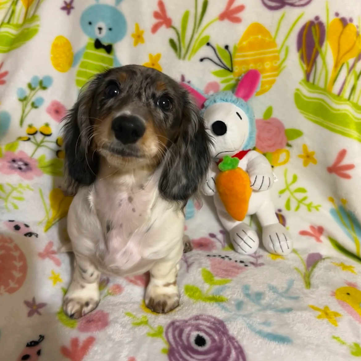Koda joined the competition — help win amazing prizes! animal, blanket, bunny_ears, carrot, colorful, cute, dachshund, decorative, dog, floral_pattern, indoor, pet, plush_toy, portrait, puppy, sitting, snoopy, soft_texture, spring, toy