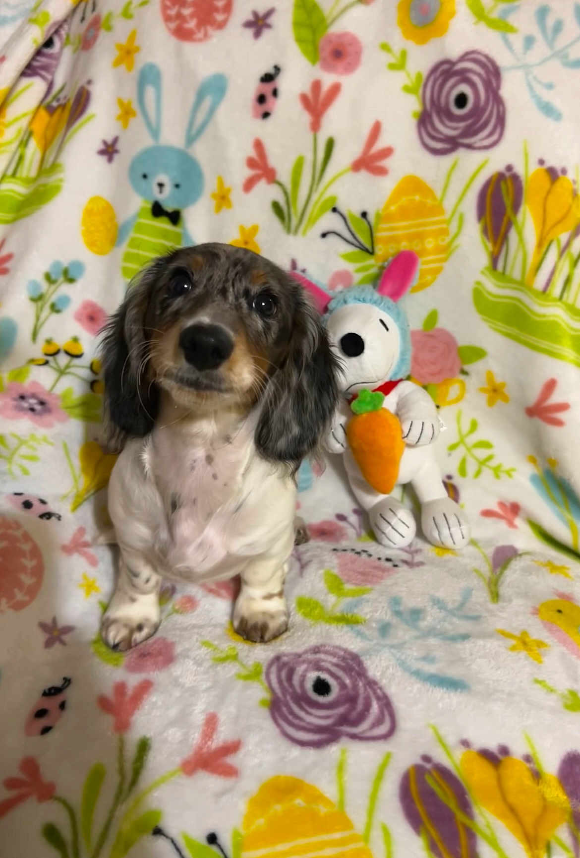 Koda joined the competition — help win amazing prizes! puppy, dog, dachshund, plush_toy, snoopy, carrot, blanket, floral_pattern, bunny_ears, cute, pet, animal, indoor, colorful, soft_texture, sitting, portrait, toy, spring, decorative
