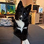 dog, black_and_white, heterochromia, couch, crossed_paws, indoor, fish_tank, cabinet, decorations, computer_monitor, blanket, pet, fur, ears, animal, living_room, portrait, cute, relaxed, household