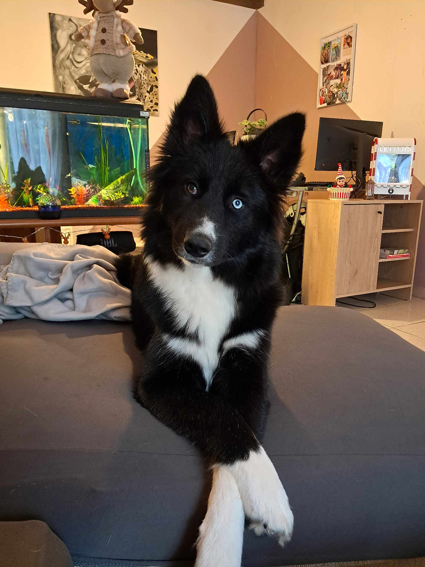 Akira participe au concours pour gagner de l'argent avec cette photo : dog, black_and_white, heterochromia, couch, crossed_paws, indoor, fish_tank, cabinet, decorations, computer_monitor, blanket, pet, fur, ears, animal, living_room, portrait, cute, relaxed, household
