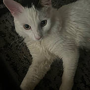 Rocket is registered to the contest to win money with this photo: cat, white_cat, animal, pet, fur, whiskers, ears, eyes, carpet, floor, indoor, closeup, laying_down, looking_at_camera, curious, feline, mammal, cute, domestic, portrait