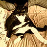 Mulan joined the competition — help win amazing prizes! cat, tuxedo_cat, black_and_white, pet, animal, indoor, blanket, cozy, relaxed, fur, whiskers, pillow, bed, resting, looking, wide_eyes, cute, domestic_cat, mammal, feline