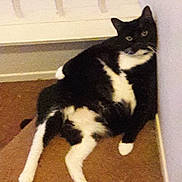 Mulan is registered to the contest to win money with this photo: cat, black_and_white, lounging, carpet, wall, radiator, indoor, pet, feline, resting, relaxed, animal, corner, legs, fur, whiskers, cute, domestic, household, portrait