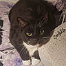 Mulan joined the competition — help win amazing prizes! cat, black_and_white, yellow_eyes, whiskers, blanket, cartoon_cats, pillow, embroidered_text, comfy_life, indoor, pet, feline, curious, close_up, cozy, soft_texture, resting, cute, animal, domestic