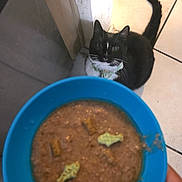 Hercules joined the competition — help win amazing prizes! cat, tuxedo_cat, pet, animal, bib, collar, whiskers, ears, tail, black_and_white, blue_bowl, pet_food, wet_food, feeding, indoor, tile_floor, corner, portrait, looking_at_camera, household