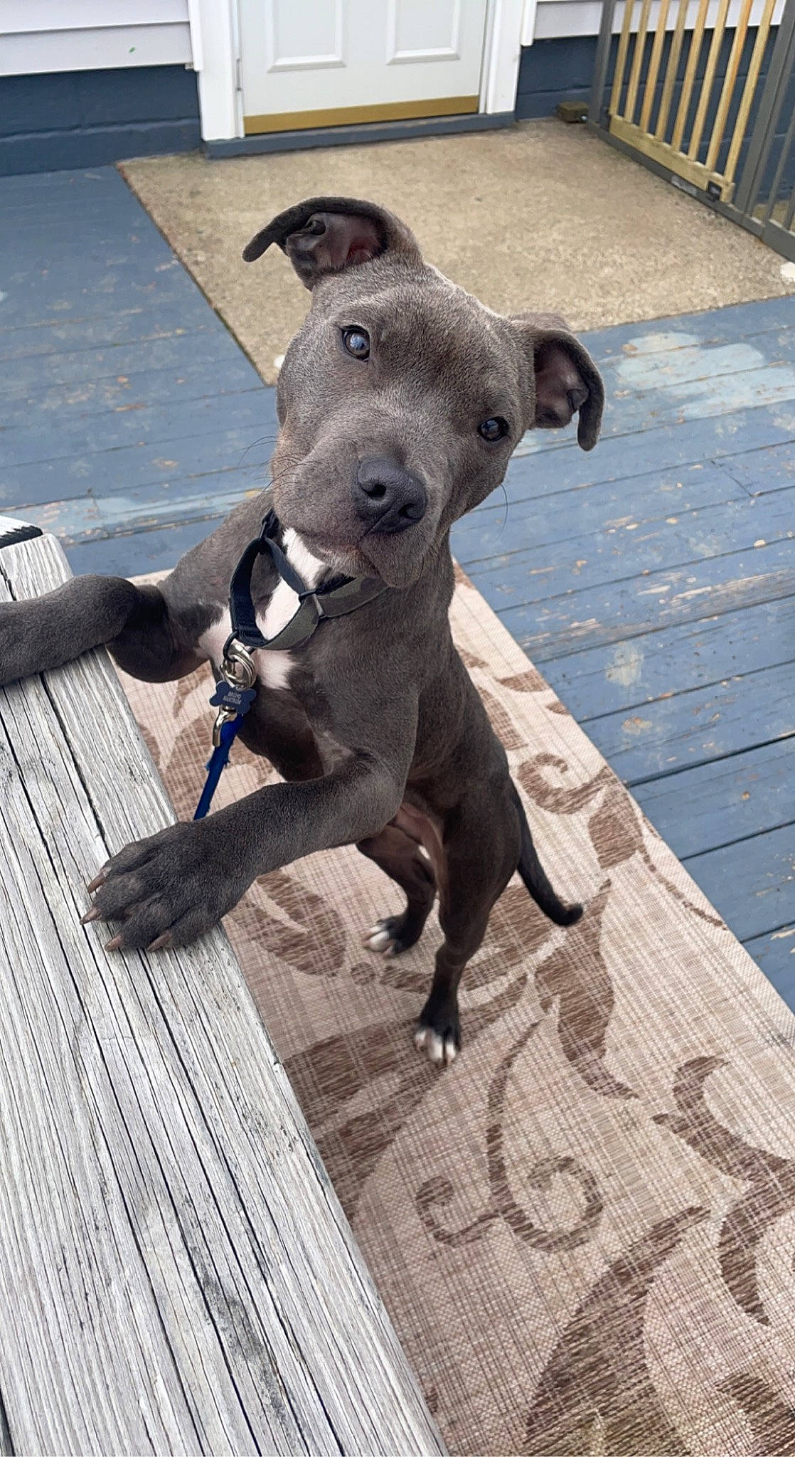 Bruno is registered to the contest to win money with this photo: canidae, carnivore, collar, companion_dog, dog, dog_breed, dog_collar, fawn, flooring, fur, hardwood, non_sporting_group, pet_supply, plank, snout, sporting_group, tail, terrestrial_animal, wood, working_animal