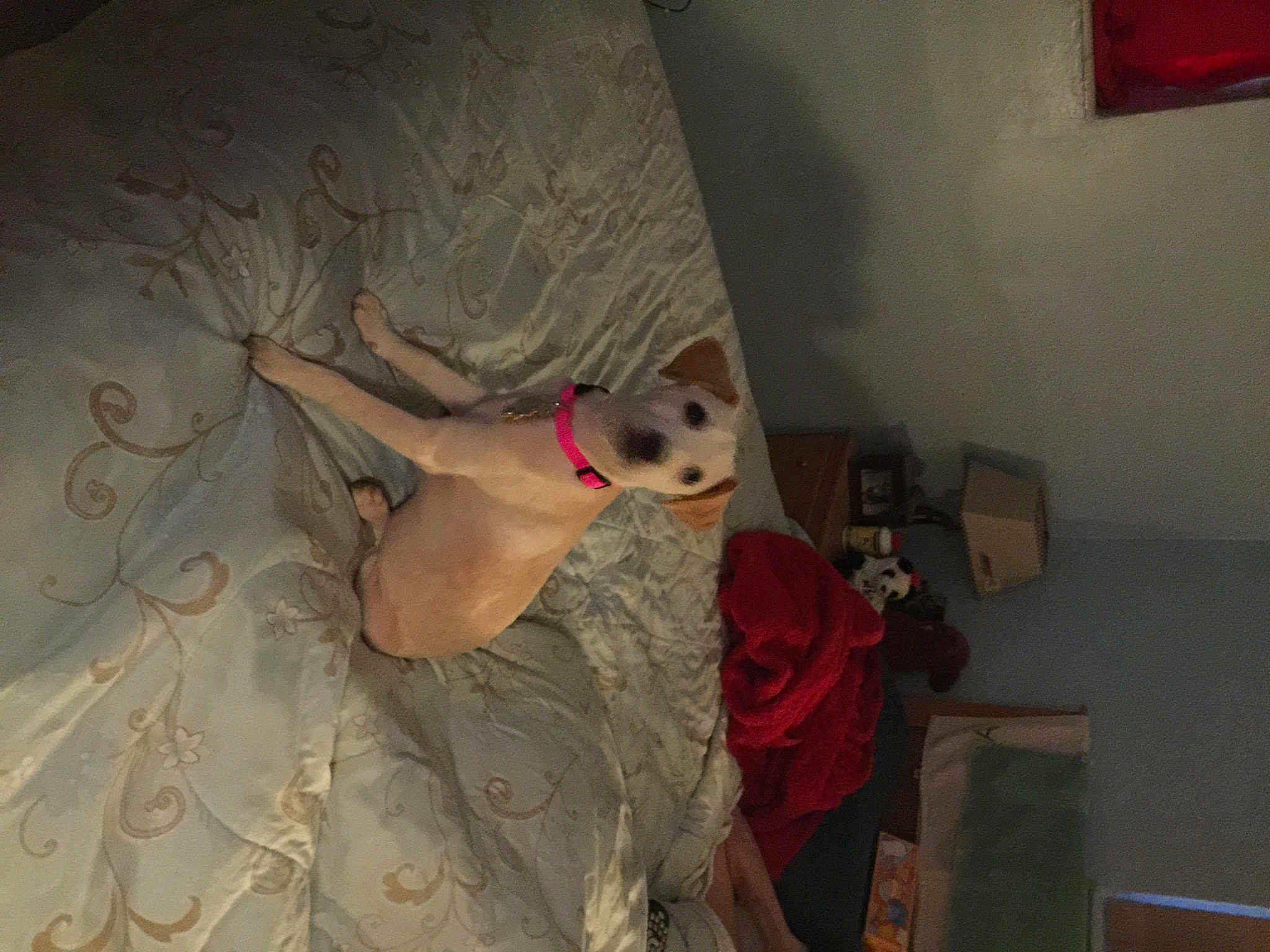 Lyla