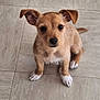 puppy, dog, small_dog, brown_dog, white_paws, ears, floor, tile_floor, pet, cute, sitting, looking_up, indoor, animal, young_dog, fur, canine, adorable, alert, companion