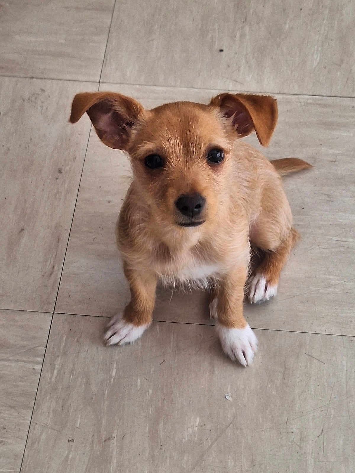 Nala