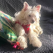 Arsène participe au concours pour gagner de l'argent avec cette photo : dog, small_dog, fluffy, white_fur, long_hair, red_harness, sitting, lying_down, pet, animal, canine, pointed_ears, dark_eyes, nose, paws, couch, blanket, cushion, sunlight, indoor