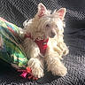 dog, small_dog, fluffy, white_fur, long_hair, red_harness, sitting, lying_down, pet, animal, canine, pointed_ears, dark_eyes, nose, paws, couch, blanket, cushion, sunlight, indoor