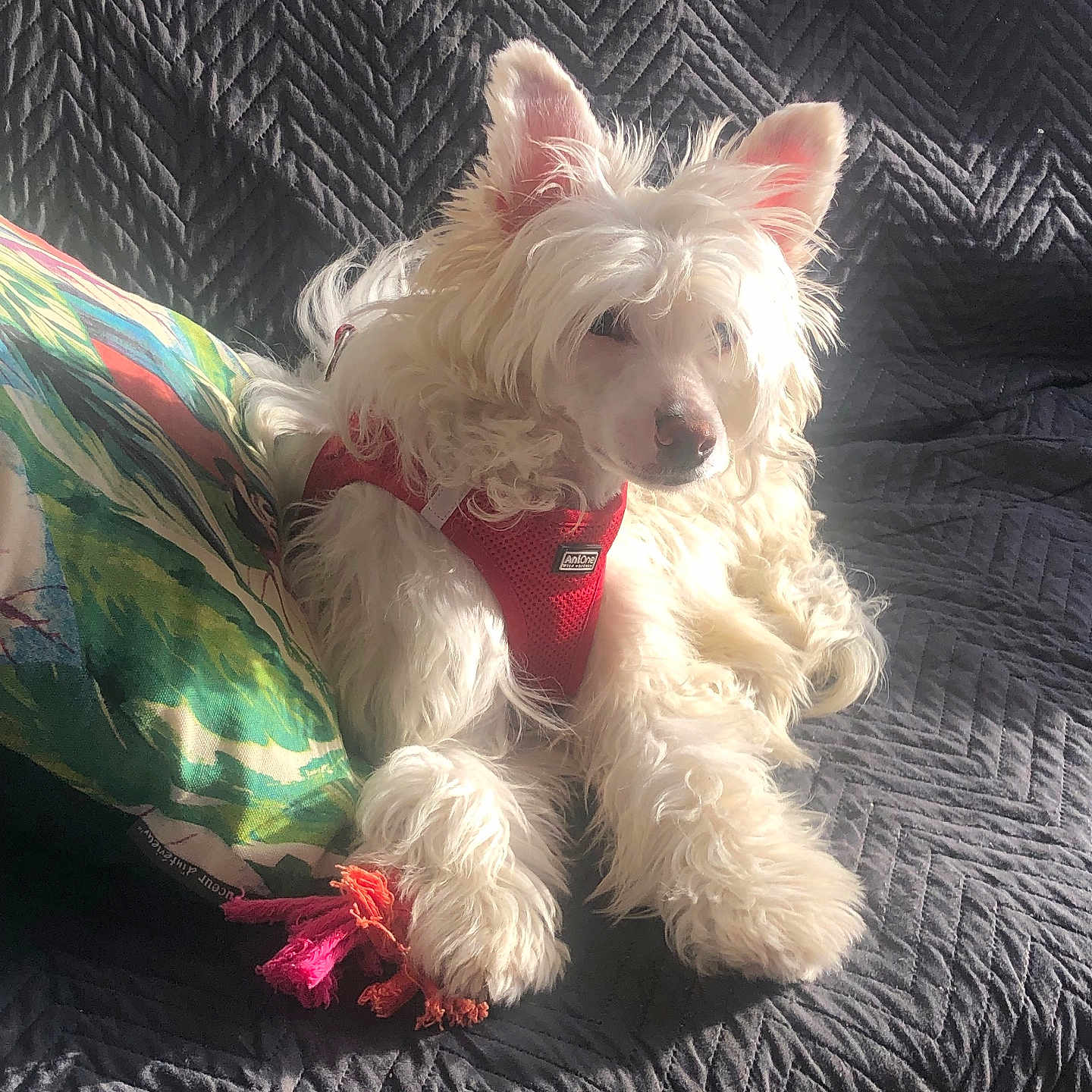 Arsène participe au concours pour gagner de l'argent avec cette photo : dog, small_dog, fluffy, white_fur, long_hair, red_harness, sitting, lying_down, pet, animal, canine, pointed_ears, dark_eyes, nose, paws, couch, blanket, cushion, sunlight, indoor