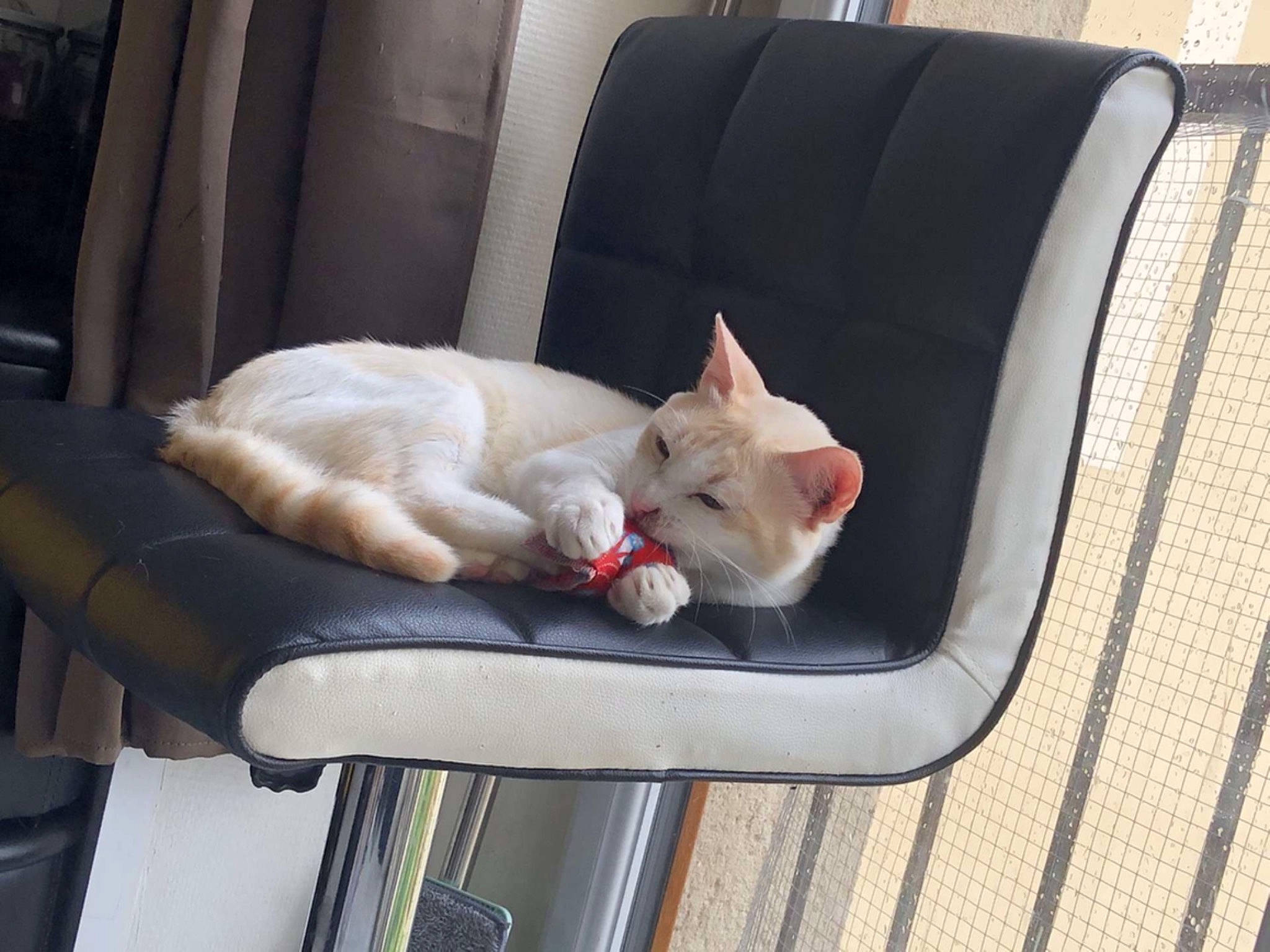 Pumba a rejoint le concours — aidez-le/la à gagner de superbes lots ! auto_part, car_seat, carnivore, cat, chair, collar, comfort, companion_dog, couch, domestic_short_haired_cat, fawn, felidae, fur, paw, product, sitting, small_to_medium_sized_cats, tail, vehicle, whiskers