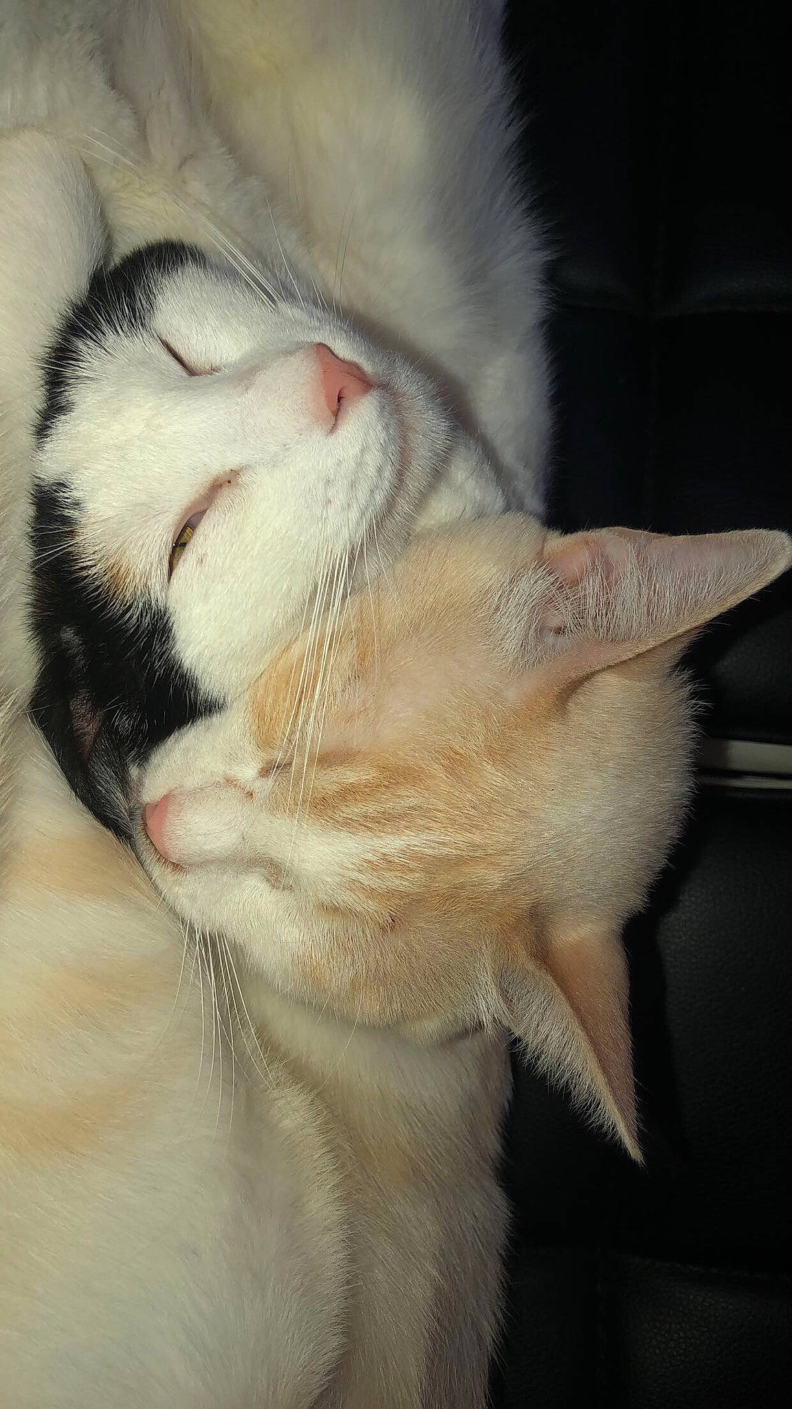 Pumba participe au concours pour gagner de l'argent avec cette photo : carnivore, cat, claw, close_up, comfort, domestic_short_haired_cat, ear, eye, fawn, felidae, foot, fur, head, human_body, leg, paw, small_to_medium_sized_cats, snout, tail, whiskers