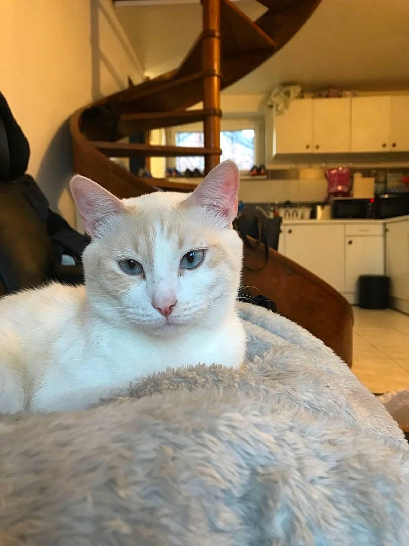 Pumba a rejoint le concours — aidez-le/la à gagner de superbes lots ! carnivore, cat, comfort, domestic_short_haired_cat, felidae, flooring, fur, small_to_medium_sized_cats, snout, tail, whiskers, wood