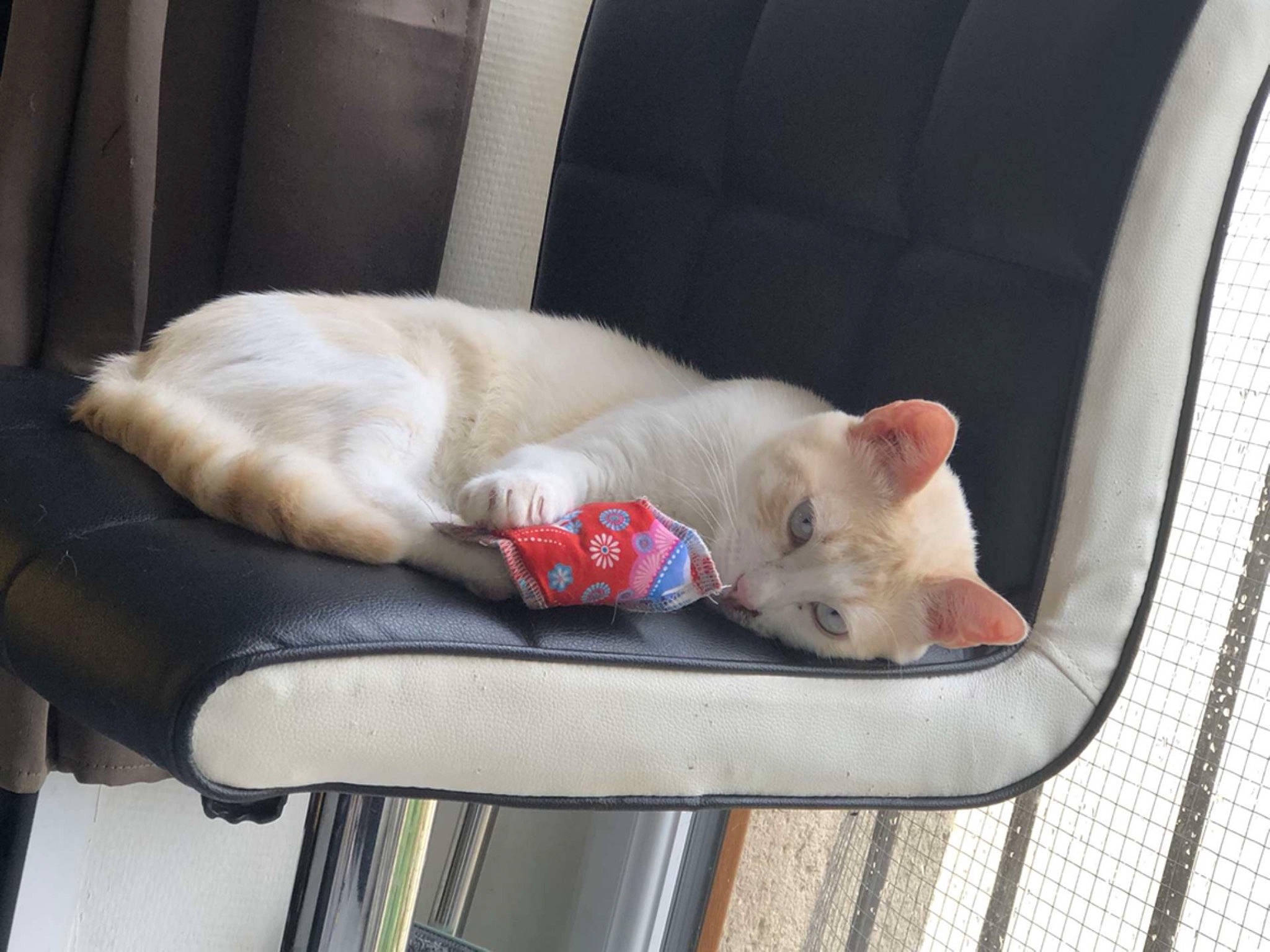 Pumba participe au concours pour gagner de l'argent avec cette photo : auto_part, automotive_exterior, canidae, carnivore, cat, collar, comfort, couch, domestic_short_haired_cat, fang, fawn, felidae, fur, small_to_medium_sized_cats, snout, tail, vehicle, whiskers, window, windshield