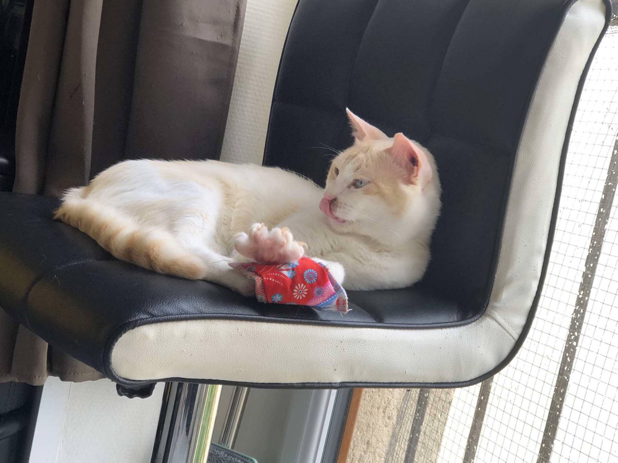 Pumba participe au concours pour gagner de l'argent avec cette photo : automotive_exterior, automotive_lighting, automotive_mirror, carnivore, cat, chair, collar, comfort, couch, domestic_short_haired_cat, fawn, felidae, fender, fur, sitting, small_to_medium_sized_cats, snout, tail, whiskers, window