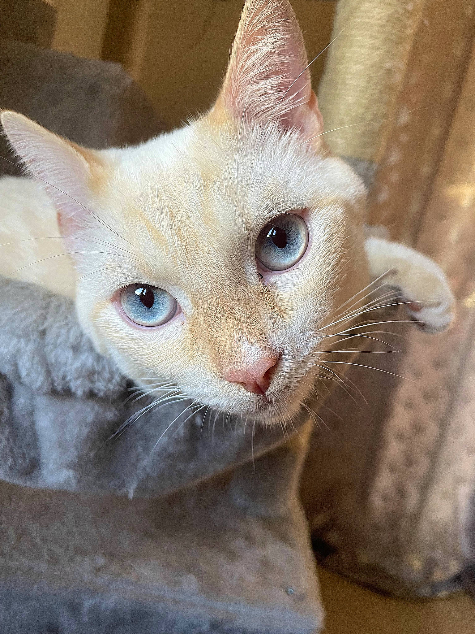 Timon participe au concours pour gagner de l'argent avec cette photo : carnivore, cat, close_up, domestic_short_haired_cat, eyelash, fawn, felidae, fur, oriental_shorthair, paw, small_to_medium_sized_cats, snout, terrestrial_animal, whiskers